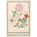 Dent-de-chien Erythronium wild rose Rosa and a poppy Papaver - Anselmus Botius de Boodt — artwork view