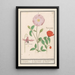 Dent-de-chien Erythronium wild rose Rosa and a poppy Papaver - Anselmus Botius de Boodt — framed artwork on a wall