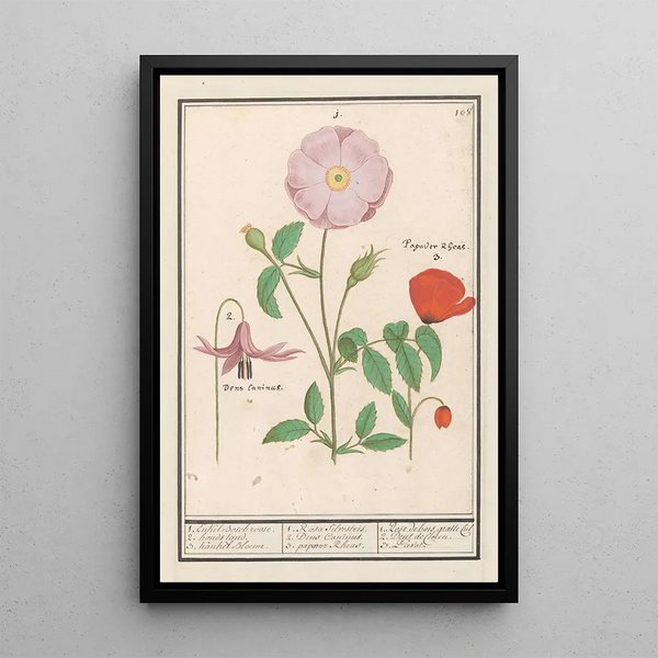 Dent-de-chien Erythronium wild rose Rosa and a poppy Papaver - Anselmus Botius de Boodt — framed artwork on a wall