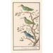 Souimanga Nectariniidae - Anselmus Botius de Boodt — artwork view