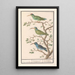 Souimanga Nectariniidae - Anselmus Botius de Boodt — framed artwork on a wall