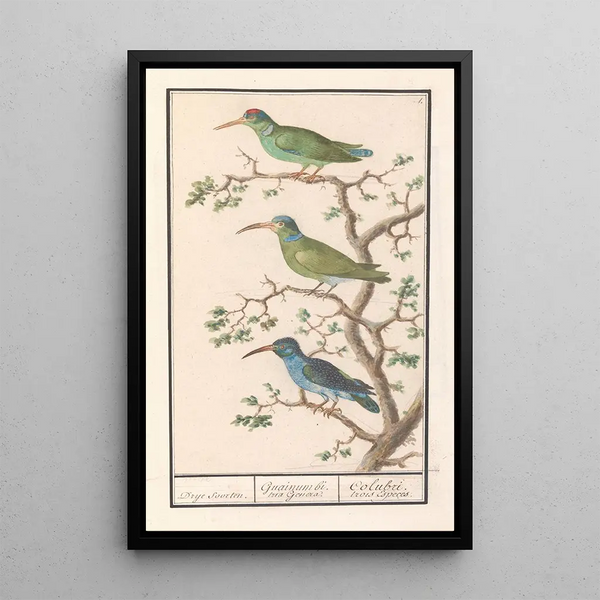 Souimanga Nectariniidae - Anselmus Botius de Boodt — framed artwork on a wall