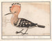 Huppe - Anselmus Botius de Boodt — artwork view