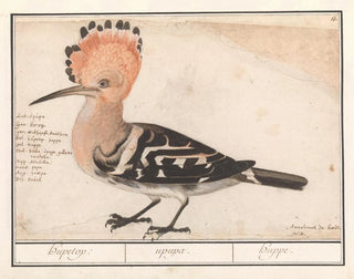 Huppe - Anselmus Botius de Boodt — artwork view