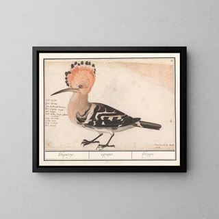 Huppe - Anselmus Botius de Boodt — framed artwork on a wall