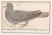 Pigeon ramier Columba palumbus - Anselmus Botius de Boodt — artwork view
