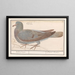 Pigeon ramier Columba palumbus - Anselmus Botius de Boodt — framed artwork on a wall