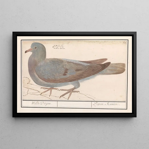 Pigeon ramier Columba palumbus - Anselmus Botius de Boodt — framed artwork on a wall