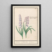 Reproduction of the painting Jacinthe Hyacinthus orientalis jacinthe jacinthe jacinthe - Anselmus Botius de Boodt