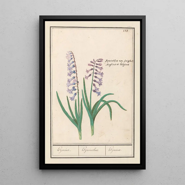 Reproduction of the painting Jacinthe Hyacinthus orientalis jacinthe jacinthe jacinthe - Anselmus Botius de Boodt