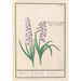 Reproduction of the painting Jacinthe Hyacinthus orientalis jacinthe jacinthe jacinthe - Anselmus Botius de Boodt