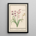 Reproduction of the painting Jacinthe Hyacinthus orientalis jacinthe jacinthe jacinthe - Anselmus Botius de Boodt