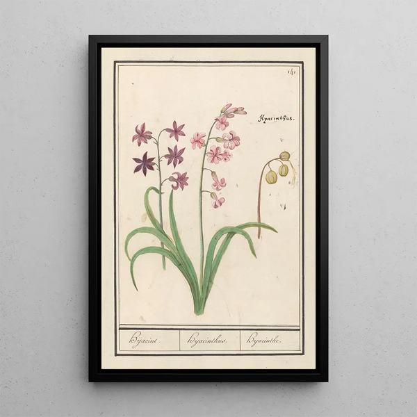 Reproduction of the painting Jacinthe Hyacinthus orientalis jacinthe jacinthe jacinthe - Anselmus Botius de Boodt