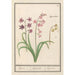 Reproduction of the painting Jacinthe Hyacinthus orientalis jacinthe jacinthe jacinthe - Anselmus Botius de Boodt