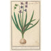 Hyacinthus orientalis Hyacinth Oriental - Anselmus Botius de Boodt — artwork view