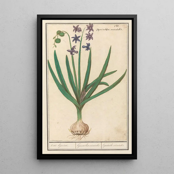 Hyacinthus orientalis Hyacinth Oriental - Anselmus Botius de Boodt — framed artwork on a wall