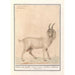 Indian goat Capra - Anselmus Botius de Boodt — artwork view