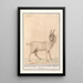 Indian goat Capra - Anselmus Botius de Boodt — framed artwork on a wall