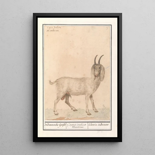 Indian goat Capra - Anselmus Botius de Boodt — framed artwork on a wall