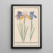 Reproduction of the painting Iris Iris sibirica - Anselmus Botius de Boodt