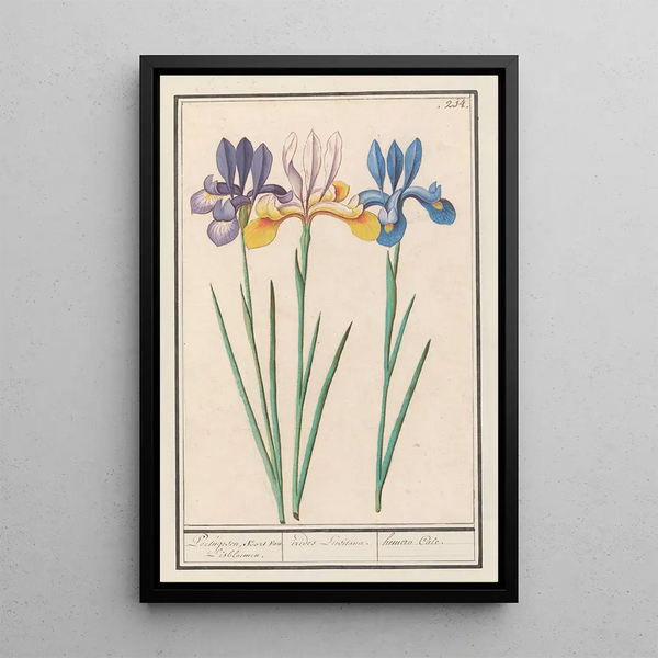 Reproduction of the painting Iris Iris sibirica - Anselmus Botius de Boodt