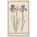 Reproduction of the painting Iris Iris sibirica - Anselmus Botius de Boodt