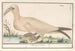 Janvangent Morus bassanus or Sula bassana - Anselmus Botius de Boodt — artwork view