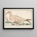 Janvangent Morus bassanus or Sula bassana - Anselmus Botius de Boodt — framed artwork on a wall
