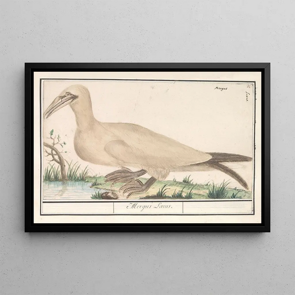 Janvangent Morus bassanus or Sula bassana - Anselmus Botius de Boodt — framed artwork on a wall