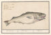 Cod Gadus morhua Hake Asellus - Anselmus Botius de Boodt — artwork view