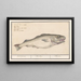 Cod Gadus morhua Hake Asellus - Anselmus Botius de Boodt — framed artwork on a wall