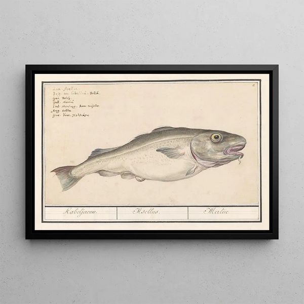 Cod Gadus morhua Hake Asellus - Anselmus Botius de Boodt — framed artwork on a wall
