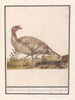 Turkey Meleagris gallopavo - Anselmus Botius de Boodt — artwork view