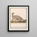 Turkey Meleagris gallopavo - Anselmus Botius de Boodt — framed artwork on a wall