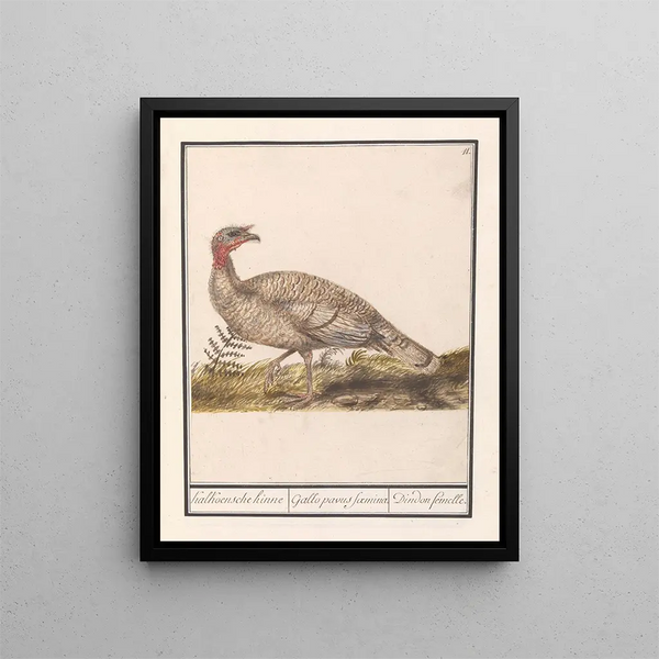Turkey Meleagris gallopavo - Anselmus Botius de Boodt — framed artwork on a wall