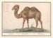 Camelus ferus bactrianus Kemel Camelus Chameau - Anselmus Botius de Boodt — artwork view