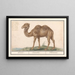 Camelus ferus bactrianus Kemel Camelus Chameau - Anselmus Botius de Boodt — framed artwork on a wall
