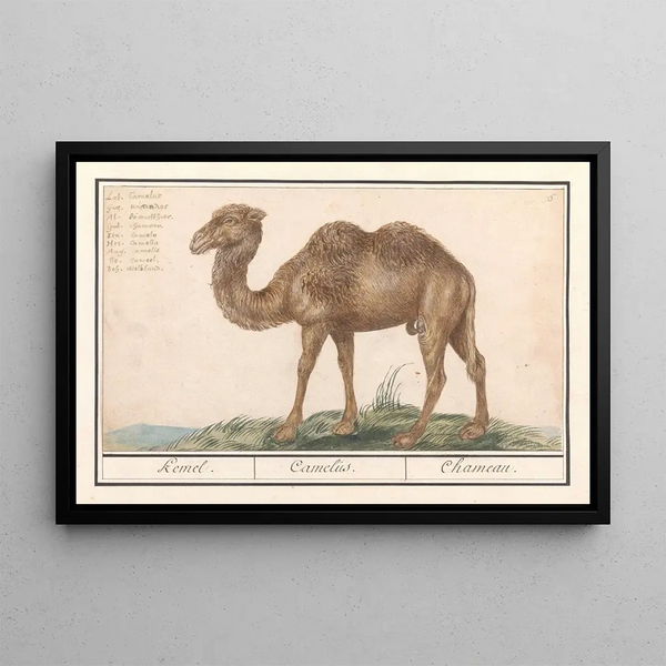 Camelus ferus bactrianus Kemel Camelus Chameau - Anselmus Botius de Boodt — framed artwork on a wall