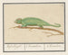 Chameleon - Anselmus Botius de Boodt — artwork view