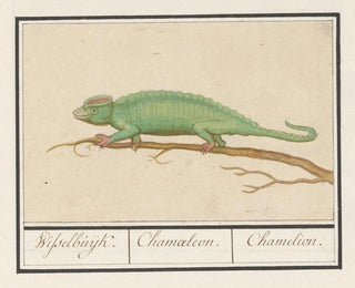 Chameleon - Anselmus Botius de Boodt — artwork view