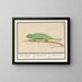 Chameleon - Anselmus Botius de Boodt — framed artwork on a wall