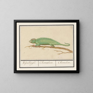 Chameleon - Anselmus Botius de Boodt — framed artwork on a wall