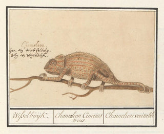 Chameleon genuine - Anselmus Botius de Boodt — artwork view