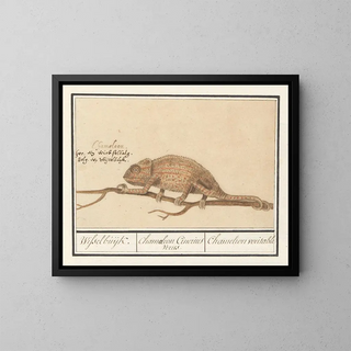 Chameleon genuine - Anselmus Botius de Boodt — framed artwork on a wall