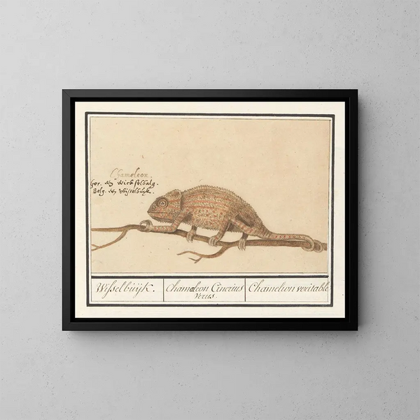 Chameleon genuine - Anselmus Botius de Boodt — framed artwork on a wall