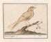 Canary Serin - Anselmus Botius de Boodt — artwork view