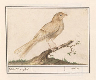 Canary Serin - Anselmus Botius de Boodt — artwork view