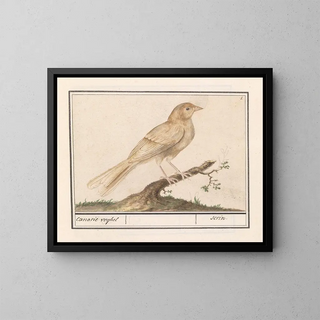 Canary Serin - Anselmus Botius de Boodt — framed artwork on a wall