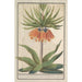 Imperial Crown Fritillaria imperialis - Anselmus Botius de Boodt — artwork view