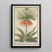 Imperial Crown Fritillaria imperialis - Anselmus Botius de Boodt — framed artwork on a wall